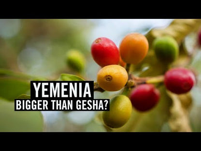 QIMA YEMENIA PB DEEP FERMENT